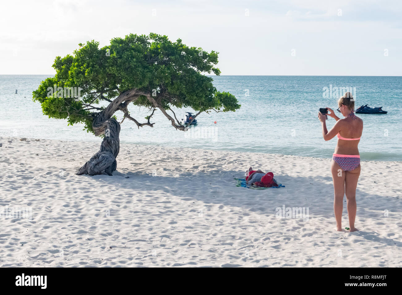 Aruba Beach - Aruba - Eagle Beach Divi-Divi Baum - ein Tourist macht ein Foto von der weltberühmten Divi Divi Bäume Stockfoto