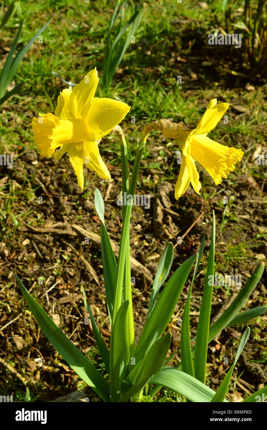 Lateinischer Name Narzissen Narzissen Februar Gold Blumen Stockfoto