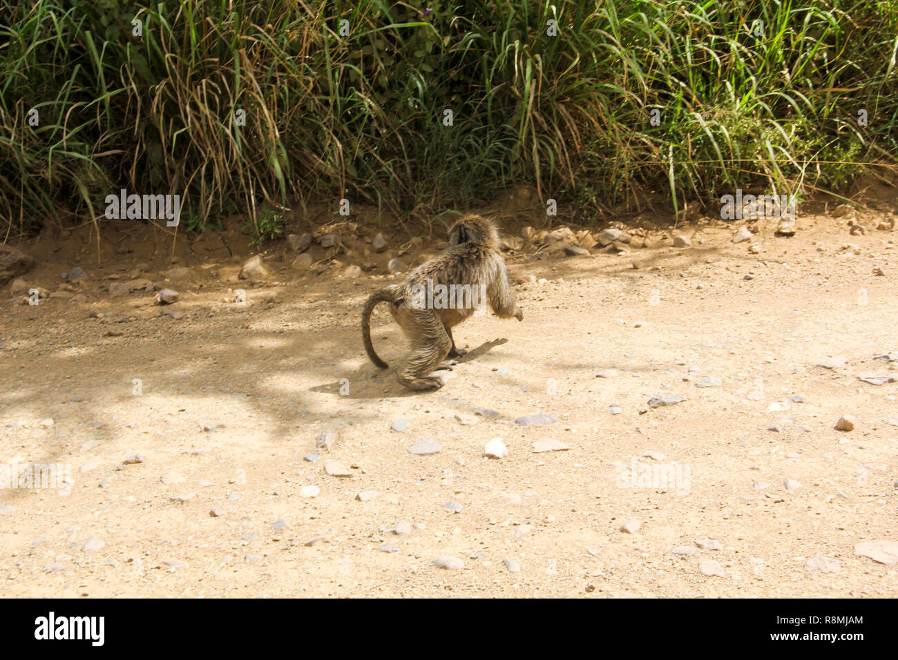 JUVENILE OLIVE BABOON: Einer der Affenarten im Ngorongoro Krater. Das Foto wurde im Mai 2018 getroffen, während auf Safari. Nicht als endangere Stockfoto