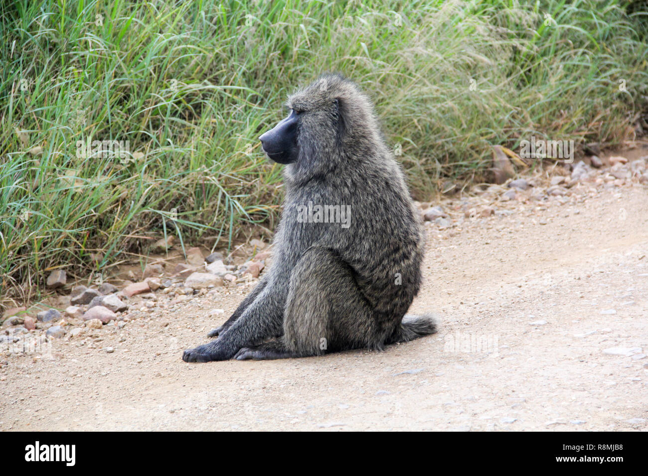 OLIVE BABOON: Einer der Affenarten im Ngorongoro Krater. Das Foto wurde im Mai 2018 getroffen, während auf Safari. Nicht als gefährdet. Stockfoto