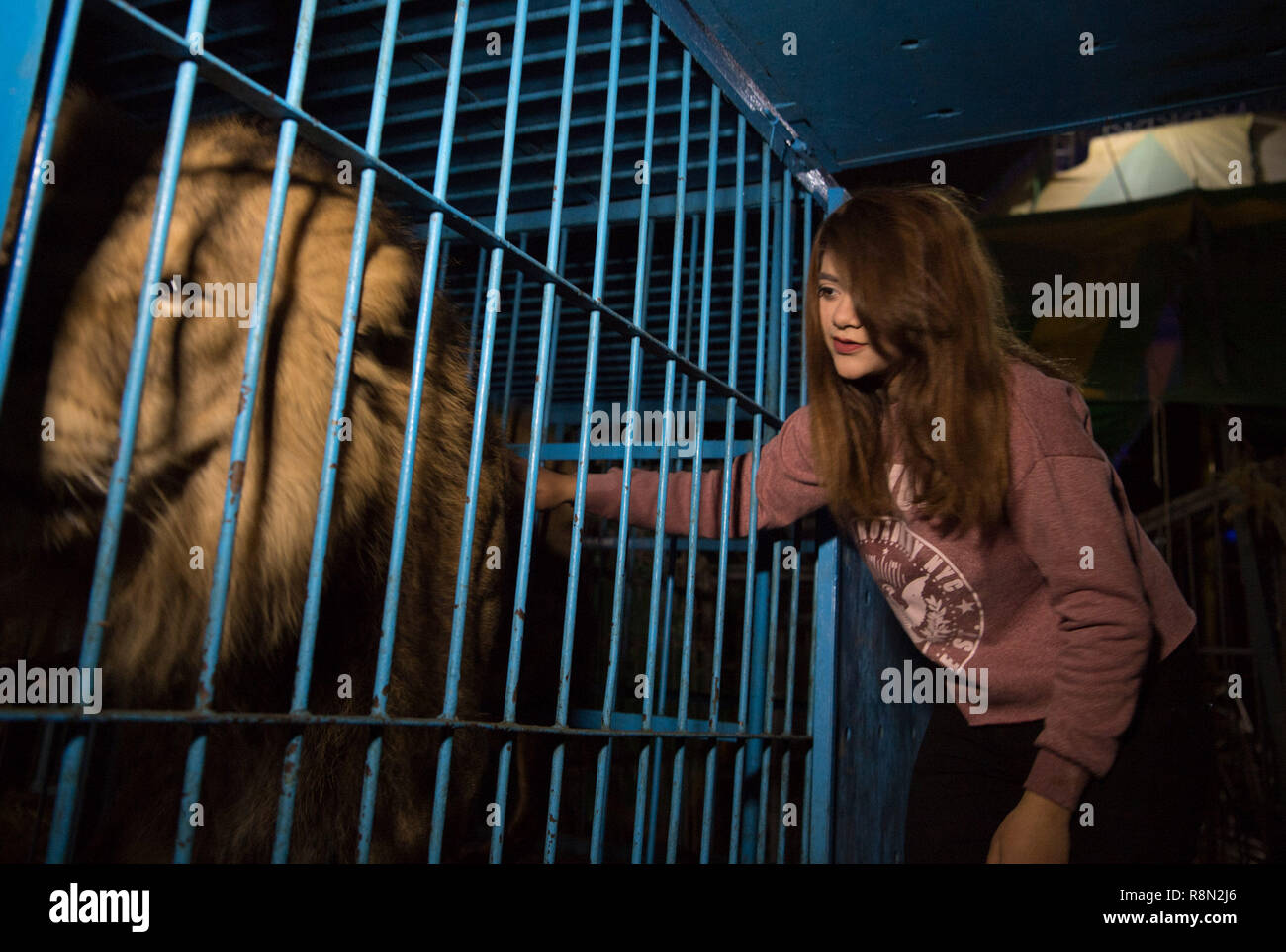 Kairo, Ägypten. 13 Dez, 2018. Löwenbändiger Sheroq Ismail berührt ein Löwe in Kairo, Ägypten, am Dez. 13, 2018. Sheroq Ismail, ein 15-Jähriger ägyptischer Löwenbändiger, eroberte die Herzen der Zuschauer um den eingesperrten Circus ring in eine wunderbare Nacht zeigen. Sie war in einer Familie geboren, berühmt für die Zähmung der Lions. Ihr Großvater war ein renommierter lion Zirkus tamer Star in Ägypten im 19. Jahrhundert. Ihre Mutter, Vater und Onkel sind auch in Löwen zähmen gemeistert. Ismail startete ihre erste Show als Dompteur im Alter von 12 Jahren. Credit: Wu Huiwo/Xinhua/Alamy leben Nachrichten Stockfoto