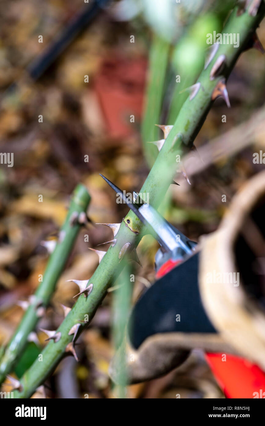 Winter rose Beschneidung Schritt für Schritt Serie. Stockfoto