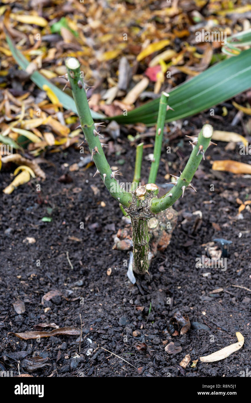 Winter rose Beschneidung Schritt für Schritt Serie. Stockfoto