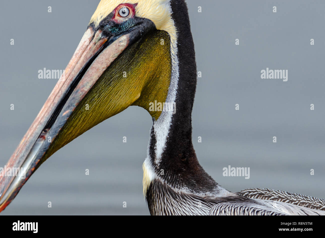 Braunpelikan (Pelecanus occidentalis) in Floridas Feuchtgebiete Stockfoto