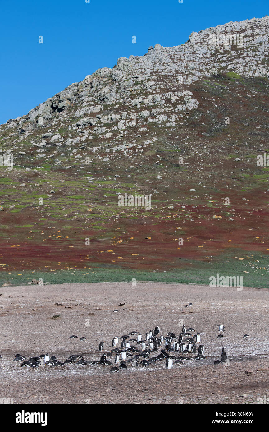 Vereinigtes Königreich, Falkland Inseln, West Falkland Inseln, Kirchturm, Jason Jason. Größte schwarz der tiefsten Albatross Kolonie in den Falkland Inseln. Gentoo Stockfoto