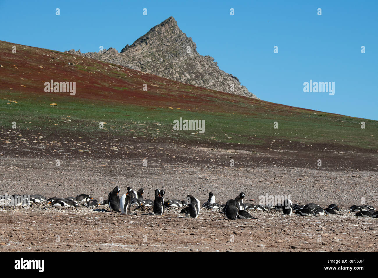 Vereinigtes Königreich, Falkland Inseln, West Falkland Inseln, Kirchturm, Jason Jason. Größte schwarz der tiefsten Albatross Kolonie in den Falkland Inseln. Gentoo Stockfoto