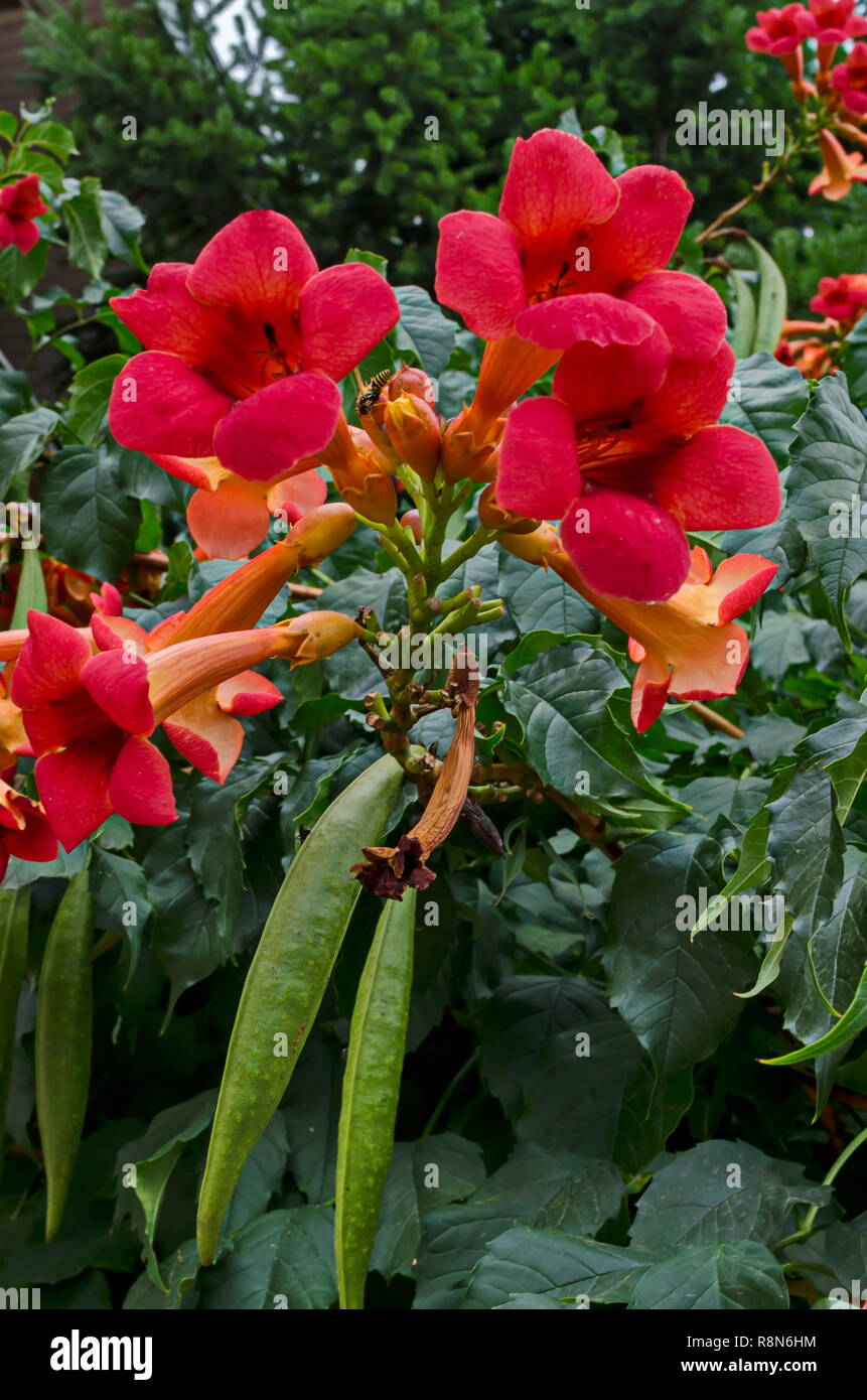 Rote Blüte und Blätter von Trompete Kriechgang oder Campsis radicans Baum auf Straße, Stadt Delchevo, Mazedonien, Europa Stockfoto