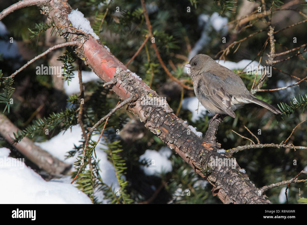 Die dark-eyed Junco im Winter Stockfoto