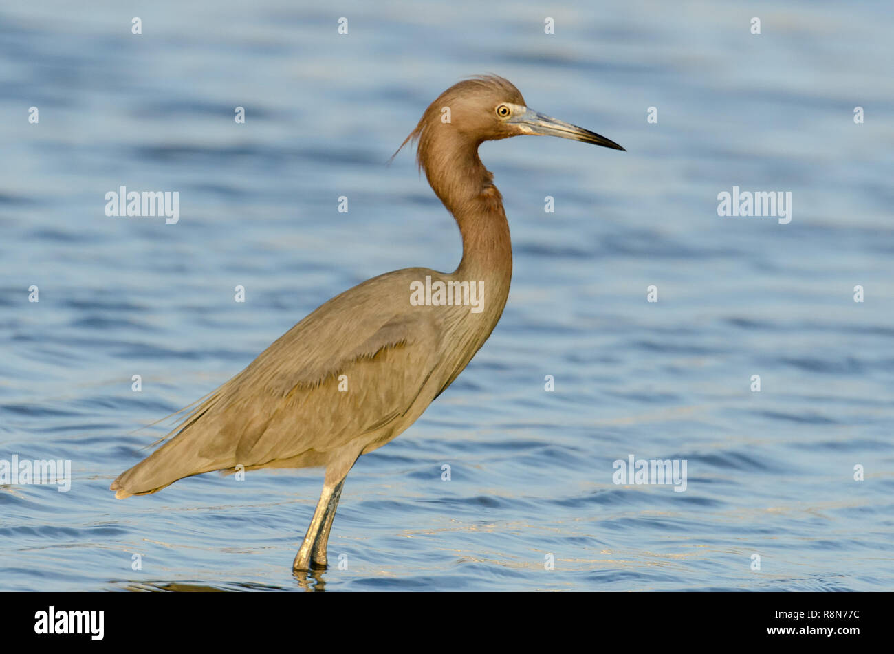 Rötlich Seidenreiher (Egretta rufescens) ist eine in der Nähe von bedrohten Vogelarten in den Küstenregionen von Florida Land gefunden. Stockfoto