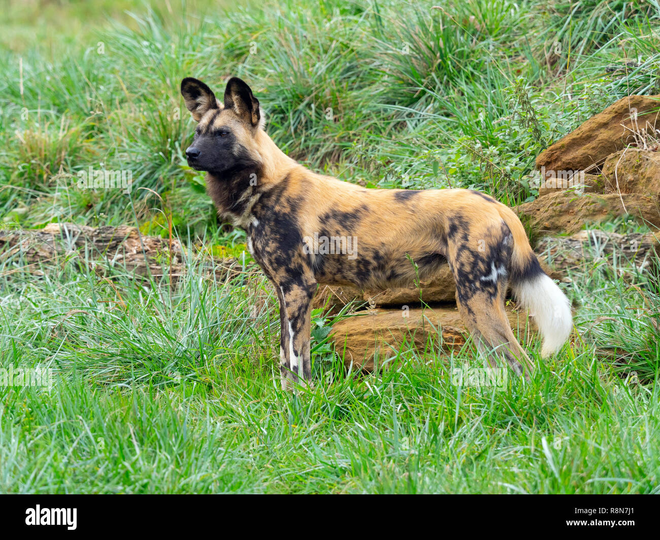 Afrikanischer Wildhund Lycaon pictus Captive Foto Stockfoto