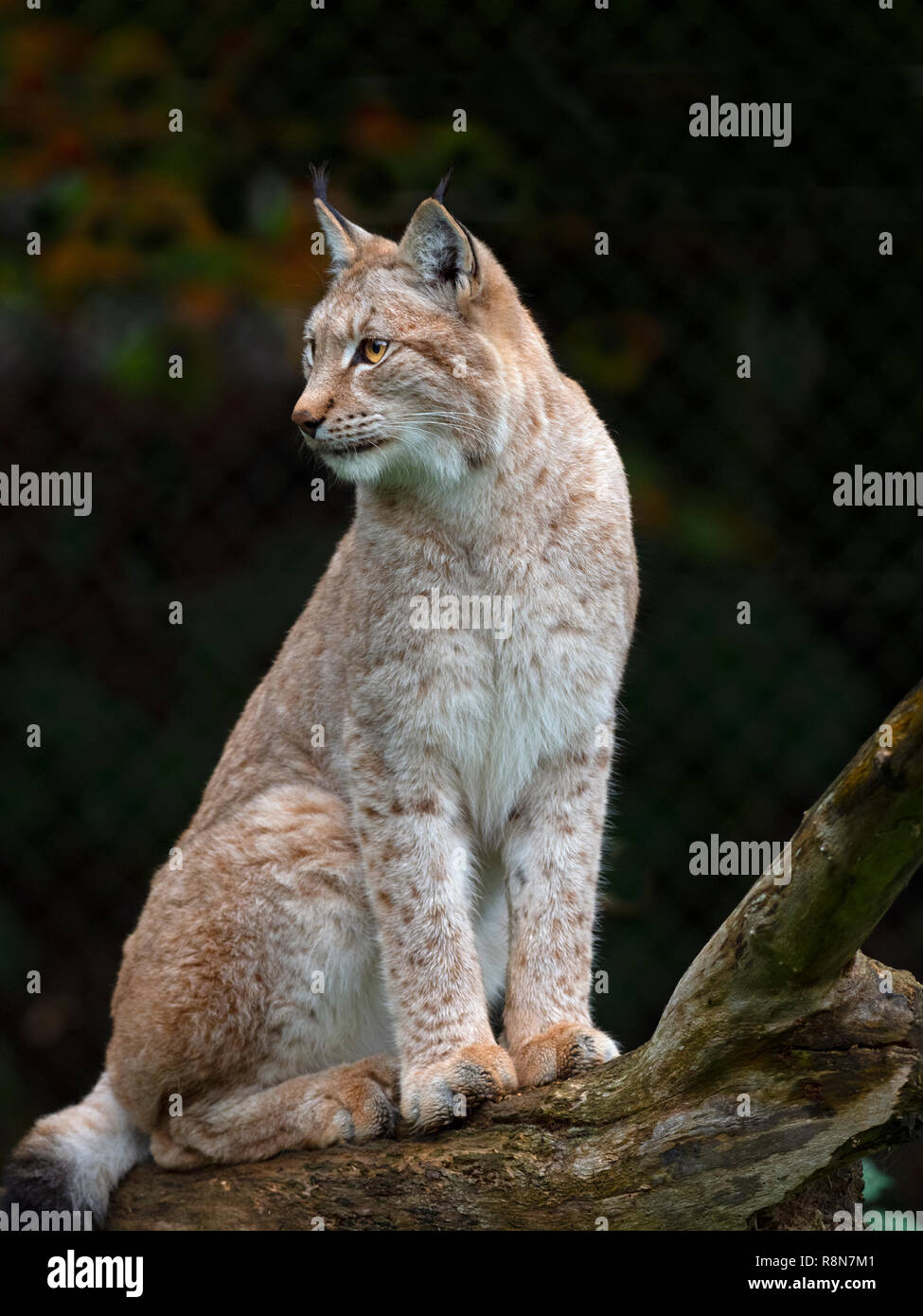 Eurasischen Luchs (Lynx lynx) unverlierbaren Foto Stockfoto