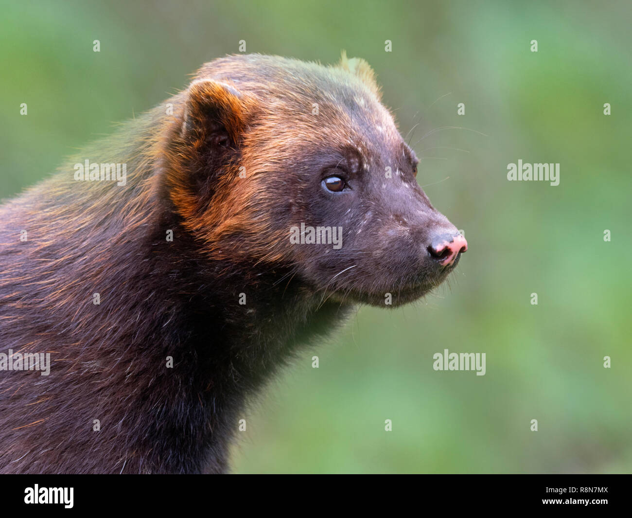 Wolverine Gulo Gulo Captive Stockfoto