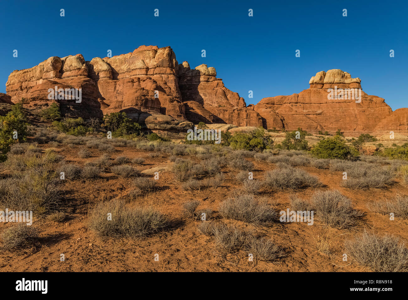 Slickrock entlang der Chesler Park Loop Trail im Needles District des Canyonlands National Park, Utah, Oktober, USA Stockfoto