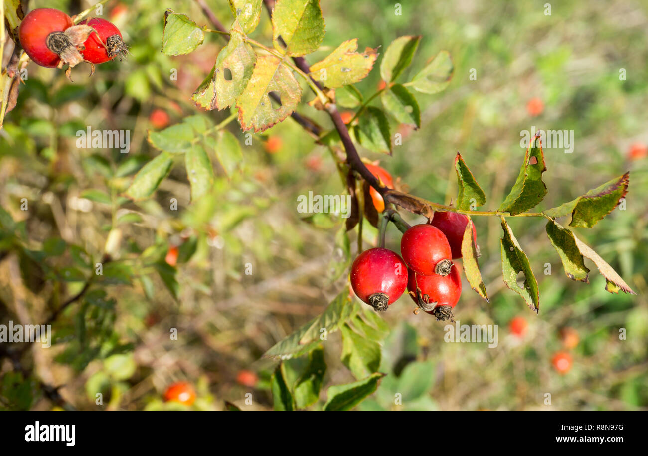 Früchte der Rosa Canina (Hund - Rose) im Herbst Stockfoto