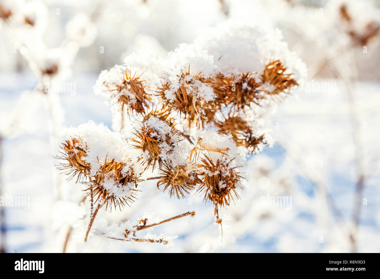 Frosty Klette Gras in den verschneiten Wald, kaltes Wetter im sonnigen Morgen. Ruhigen winter natur im Sonnenlicht. Inspirierende Natur Winter Garten, Park. Pe Stockfoto