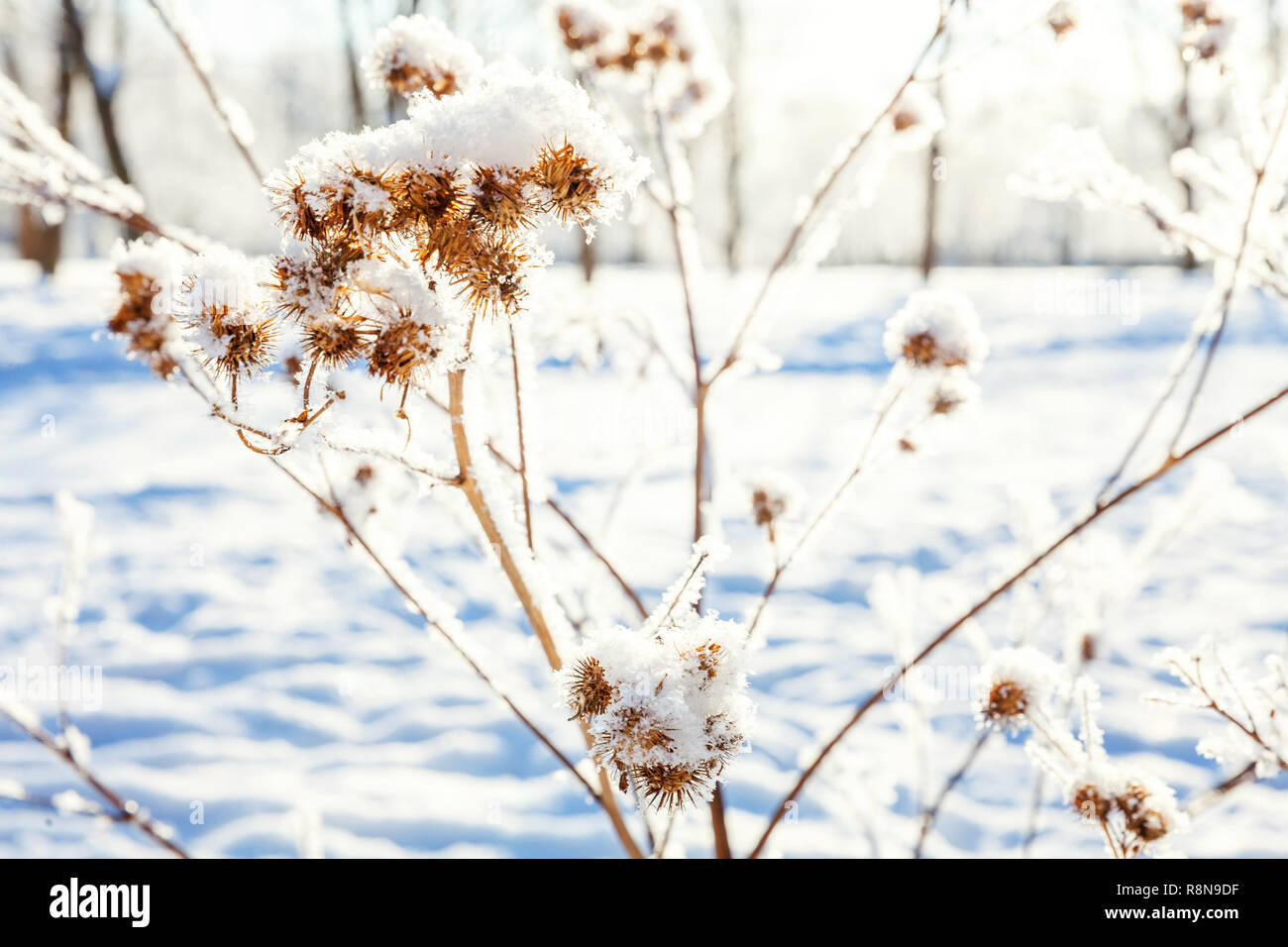 Frosty Klette Gras in den verschneiten Wald, kaltes Wetter im sonnigen Morgen. Ruhigen winter natur im Sonnenlicht. Inspirierende Natur Winter Garten, Park. Pe Stockfoto