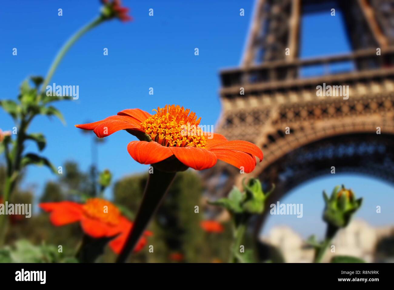 Zarte orange Blumen umgeben den herrlichen La Tour Eiffel Verbesserung ihrer Schönheit. Stockfoto