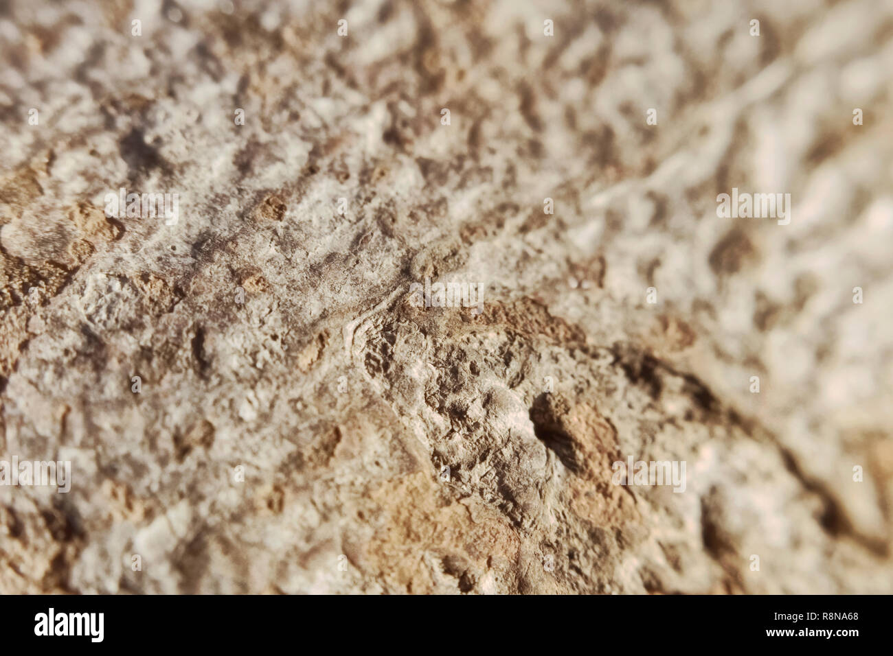 Poröse hügeligen Beschaffenheit der Rinde eines Baumes leichte Textur eines macrophoto Stockfoto