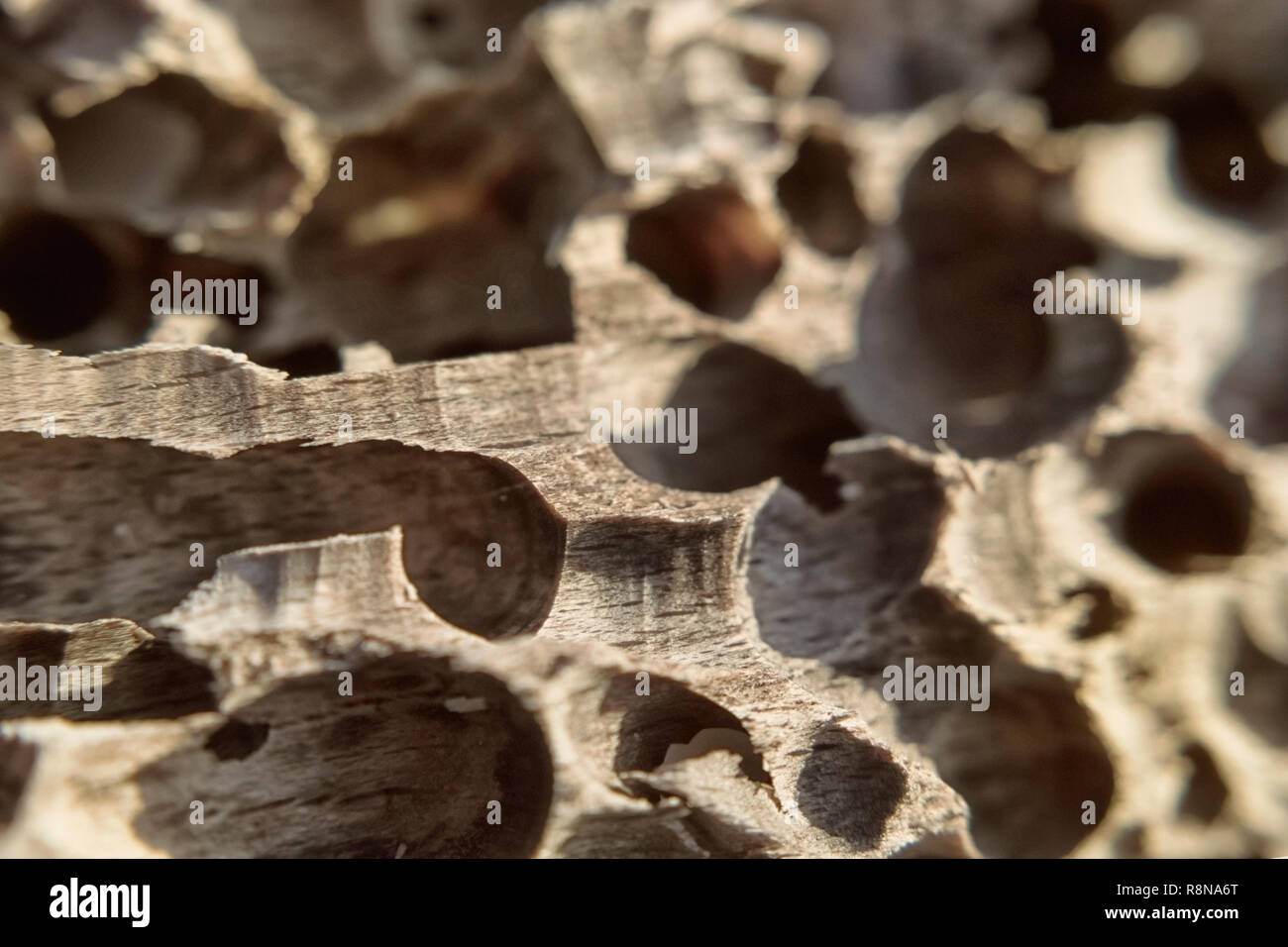 Der Baumstamm ist korrodiert Insekten Textur aus Holz ein Kontrast Foto von einem macrophoto Stockfoto