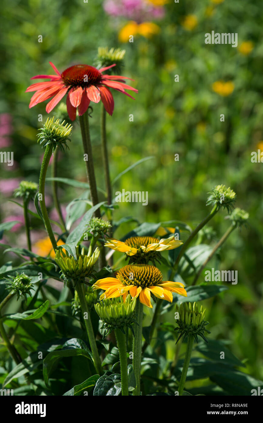 Echinacea blüht in einem Sommergarten Stockfoto