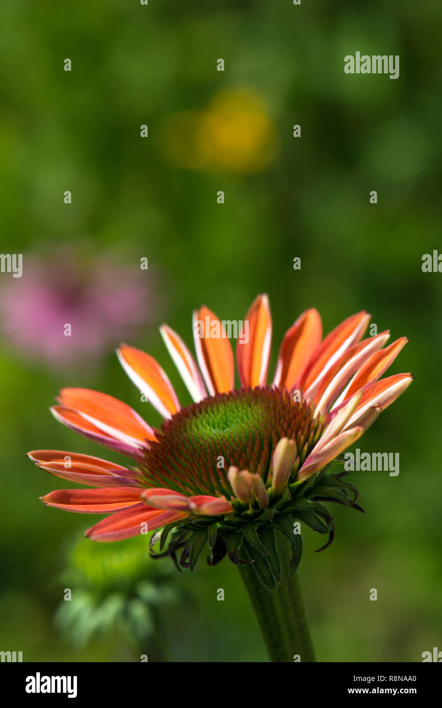 Echinacea blüht in einem Sommergarten Stockfoto