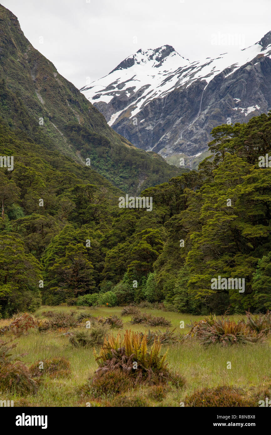 Wildnis, Südinsel, Neuseeland Stockfoto