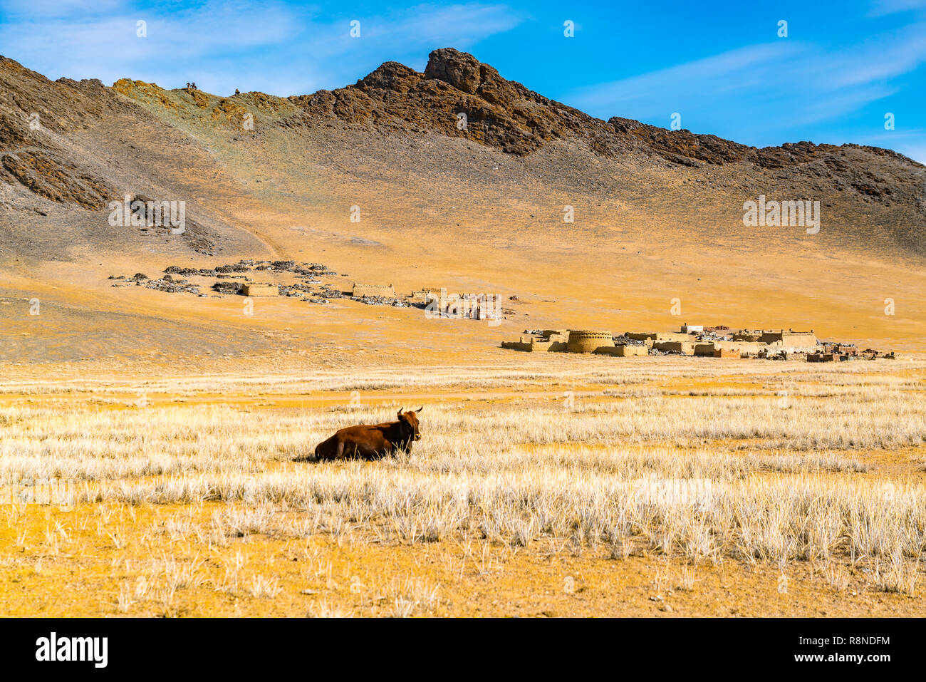 Mongolische Kuh Rest auf der Großen Steppe vor dem hohen Berg, der auf der Spitze dieses Berges der Mongolischen Golden Eagle Jäger vorbereiten Zum re Stockfoto