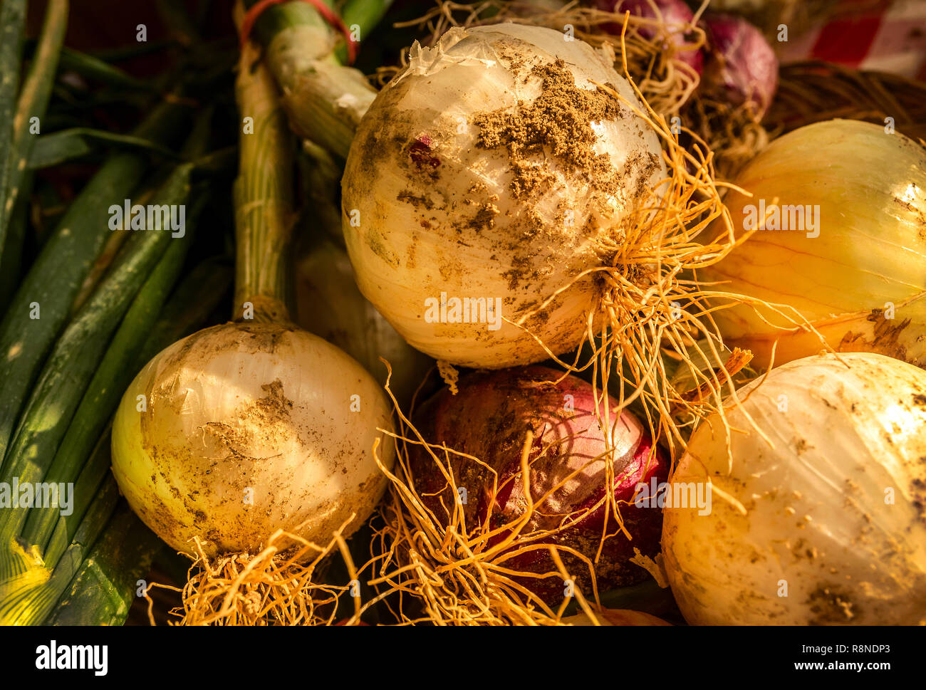 Homegrown gelbe und grüne Zwiebeln werden auf einem Tisch während der Tucker Farmers Market in Tucker, Georgia angezeigt. Stockfoto