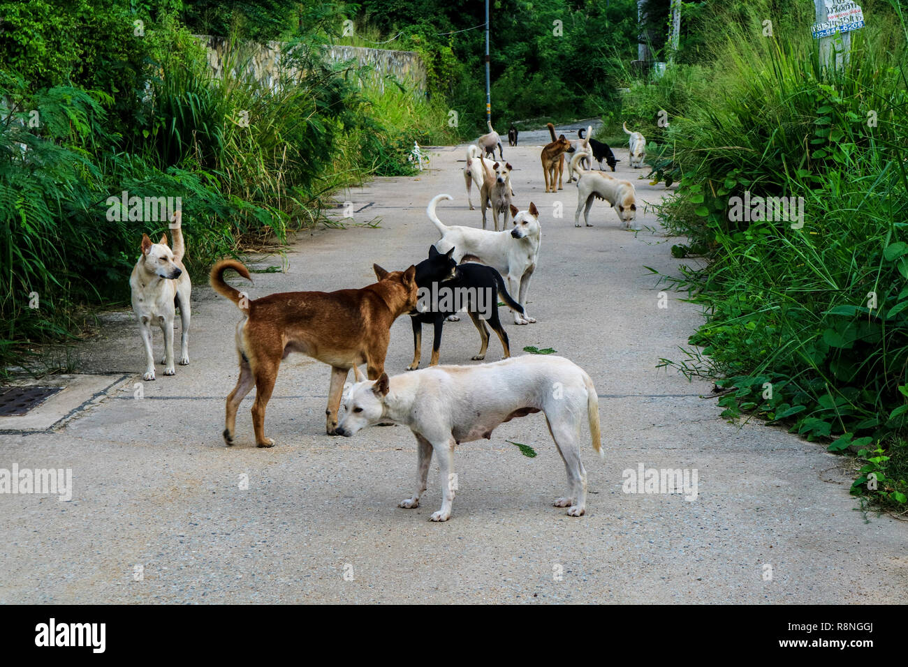 Die streunenden Hunde warten auf das Essen von den Menschen, die durch die Wildnis bestanden haben Stockfoto