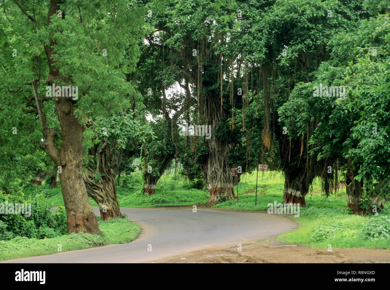 Straße durch dichte Vegetation, malshej, Maharashtra, Indien Stockfoto