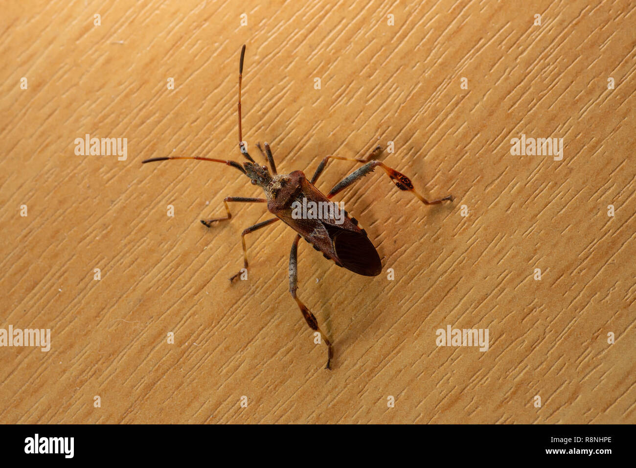 Western Nadelbaum Same Bug (Leptoglossus occidentalis) im Inneren des Hauses gefunden. Stockfoto