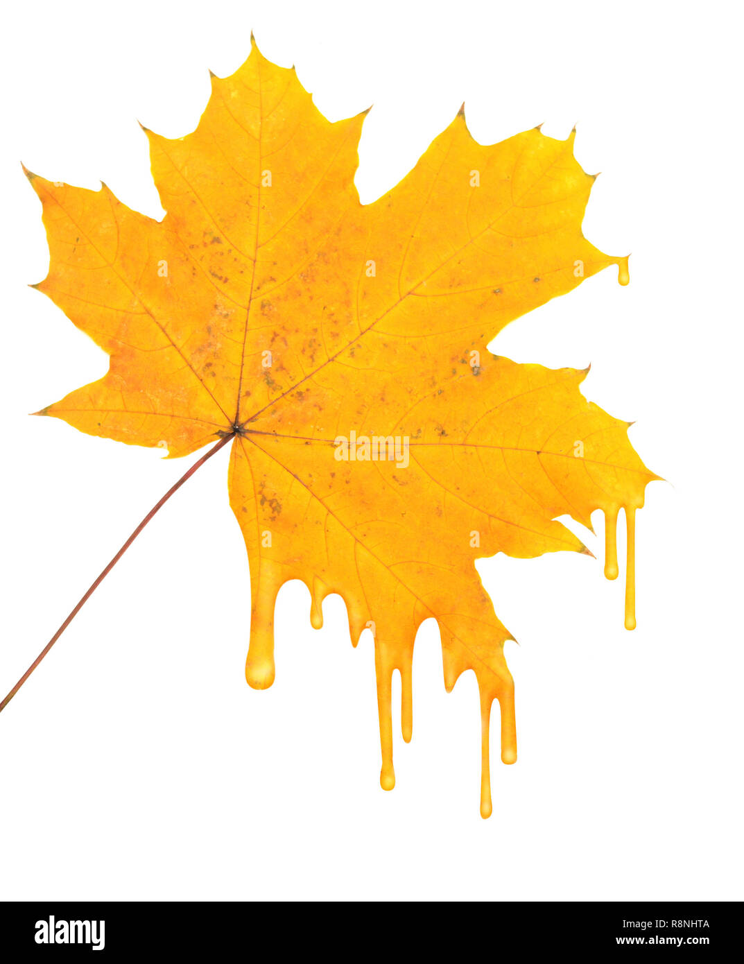 Maple Leaf in Paint Tröpfchen Stockfoto