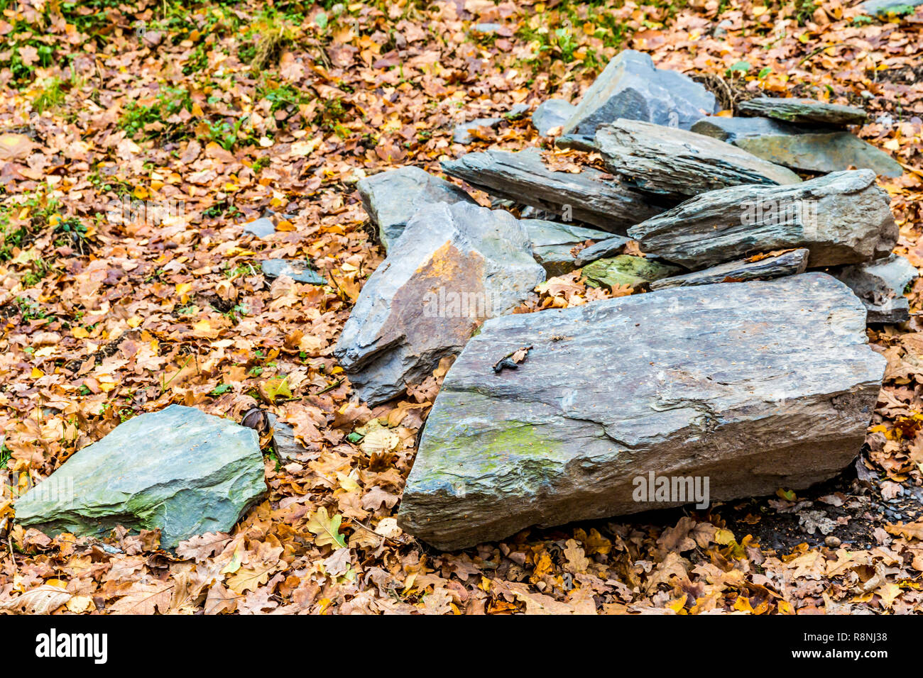 Bild aus einer Reihe von Schiefer Steine auf der Straße mit vielen trockenen Blätter in der Mitte des Waldes an einem wunderschönen Herbsttag in der Belgischen Ardennen Stockfoto