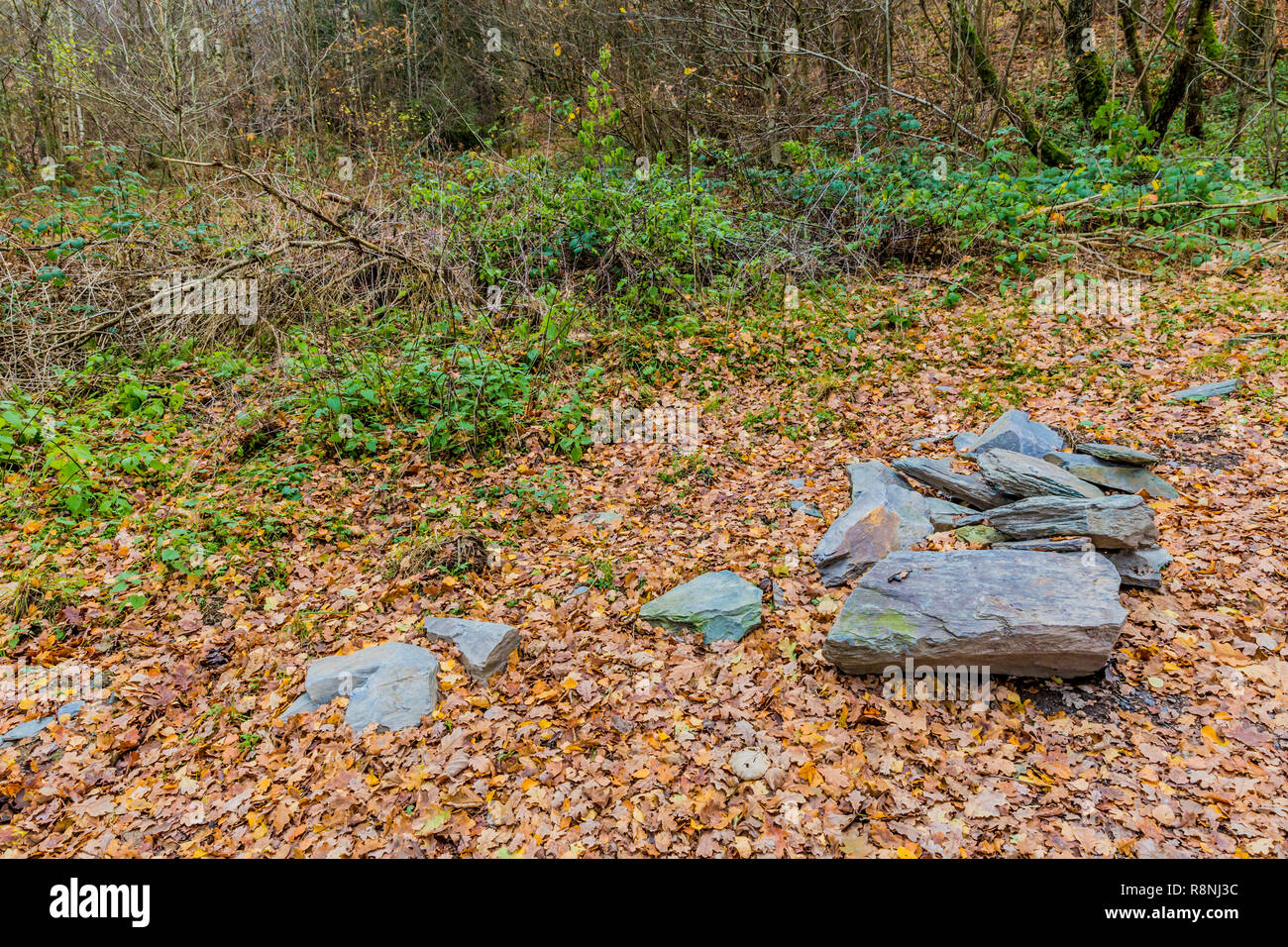 Bild aus einer Reihe von Schiefer Steine in der Mitte des Pfades mit vielen trockenen Blättern im Wald an einem wunderschönen Herbsttag in der Belgischen Ardennen Stockfoto