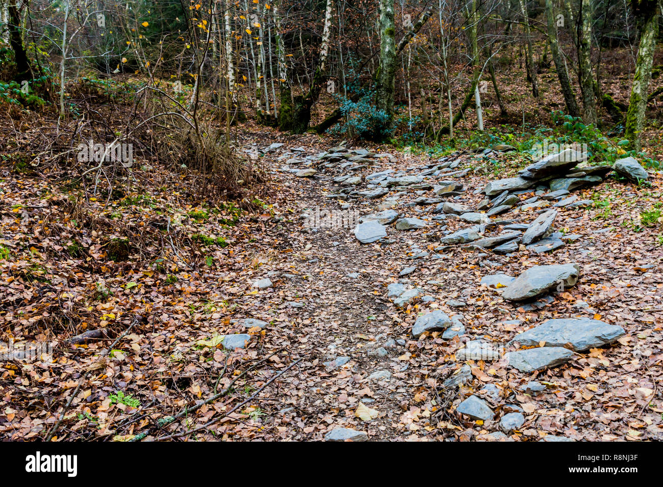 Schönes Bild von einem Feldweg mit mit Losen großen Steinen in der Mitte des Waldes auf einem wundervollen kalten Wintertag in der Belgischen Ardennen Stockfoto