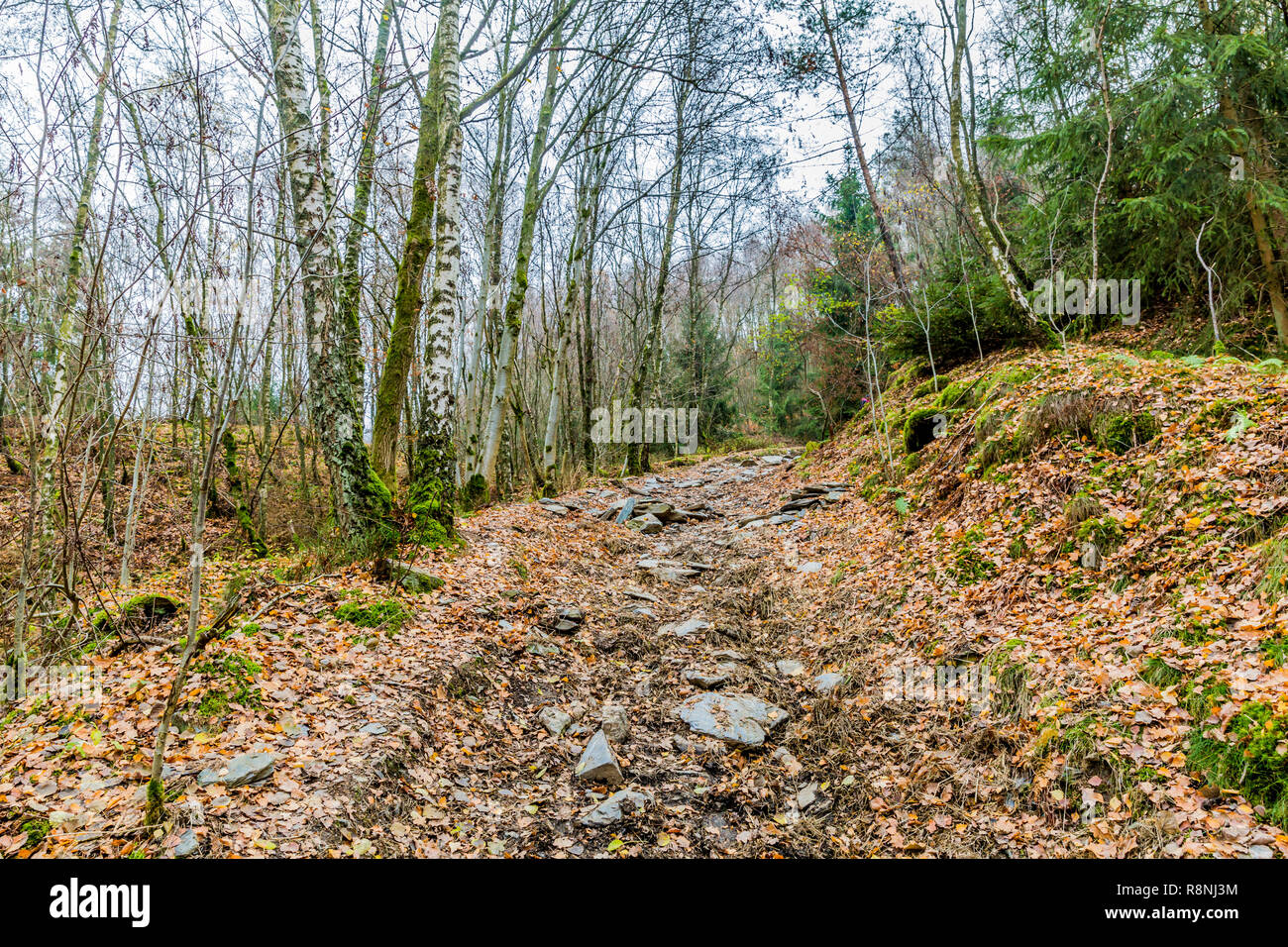 Bild von einer Piste mit vielen losen Steinen und mit trockenen Blättern mitten im Wald auf einer wunderschönen kalten Herbsttag in der Belgischen Ardennen Stockfoto