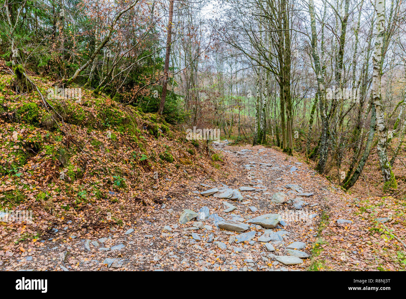 Tolles Bild einer unbefestigten Straße mit vielen und großen lose Steine mitten im Wald auf einer wunderschönen kalten Herbsttag in der Belgischen Ardennen Stockfoto