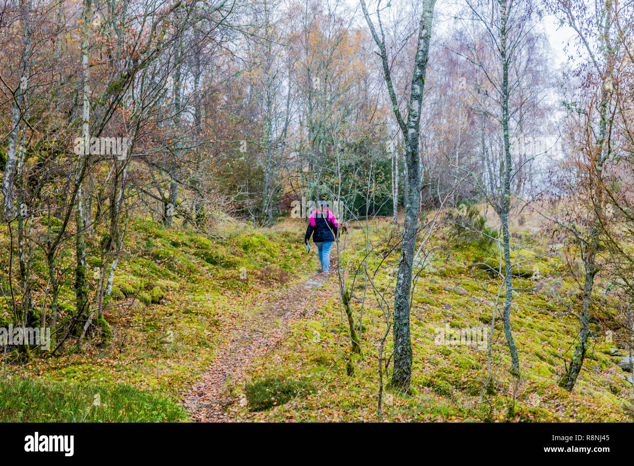 Schönes Bild von einer Frau mit ihrem Hund das Gehen auf eine Spur in der Mitte des Waldes auf einem wundervollen kalten Wintertag in der Belgischen Ardennen Stockfoto