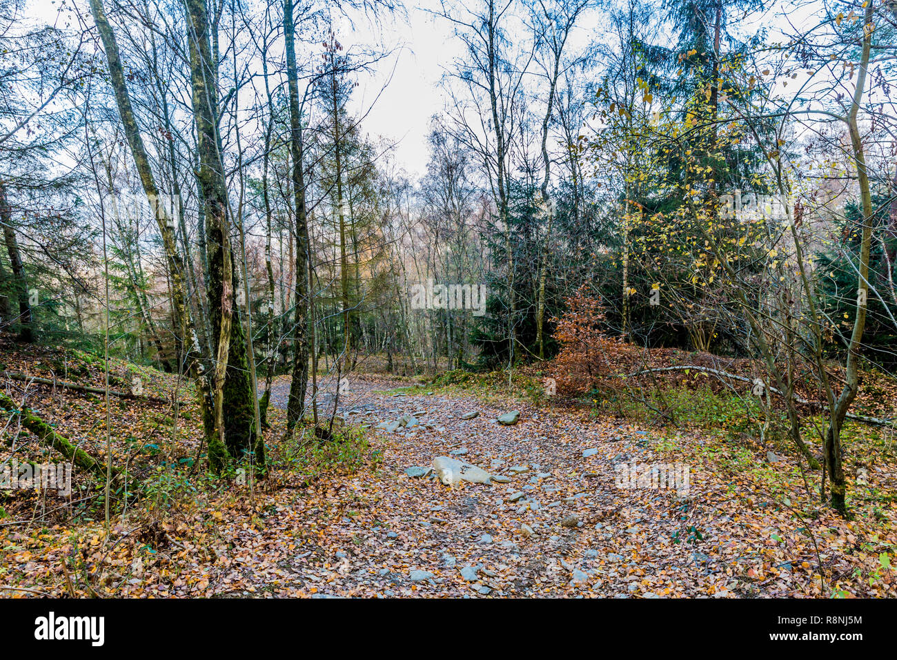 Schönes Bild von einem Feldweg mit großen Steinen in der Mitte des Waldes an einem kalten Wintertag in der Belgischen Ardennen Stockfoto