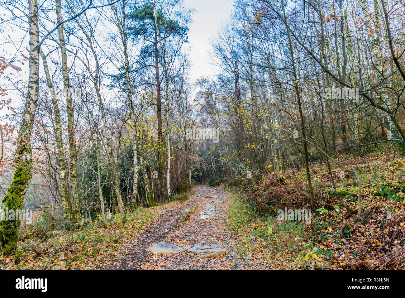 Schönes Bild von einem Feldweg mit großen Steinen in der Mitte des Waldes auf einem wundervollen kalten Wintertag in der Belgischen Ardennen Stockfoto