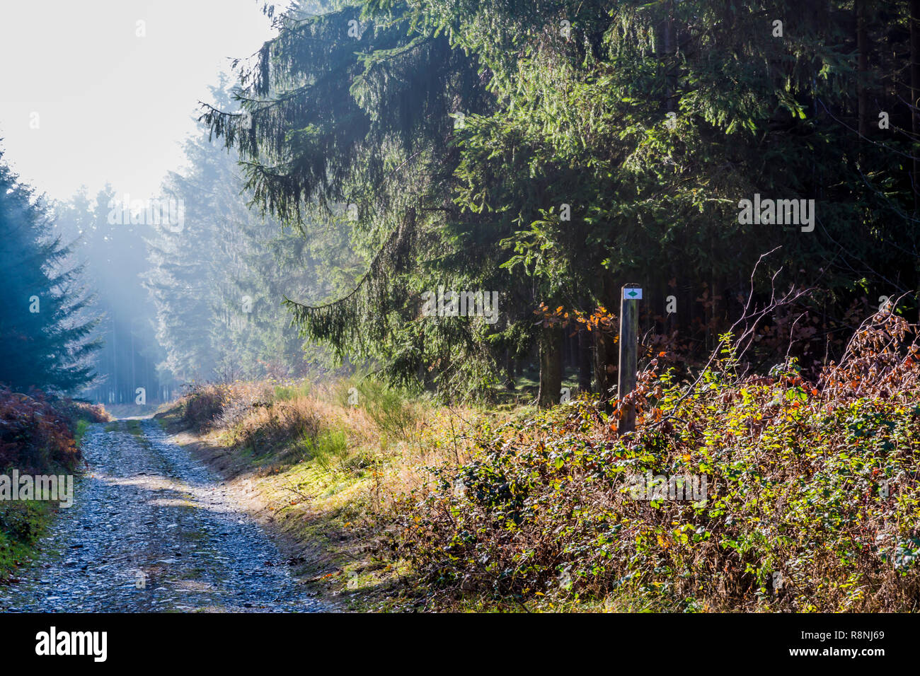 Stein Weg mitten im Wald zwischen den Dörfern von Vielsalm und Beche mit Sonnenstrahlen auf das Gras in einem Wintertag in den Belgischen Ardennen Stockfoto