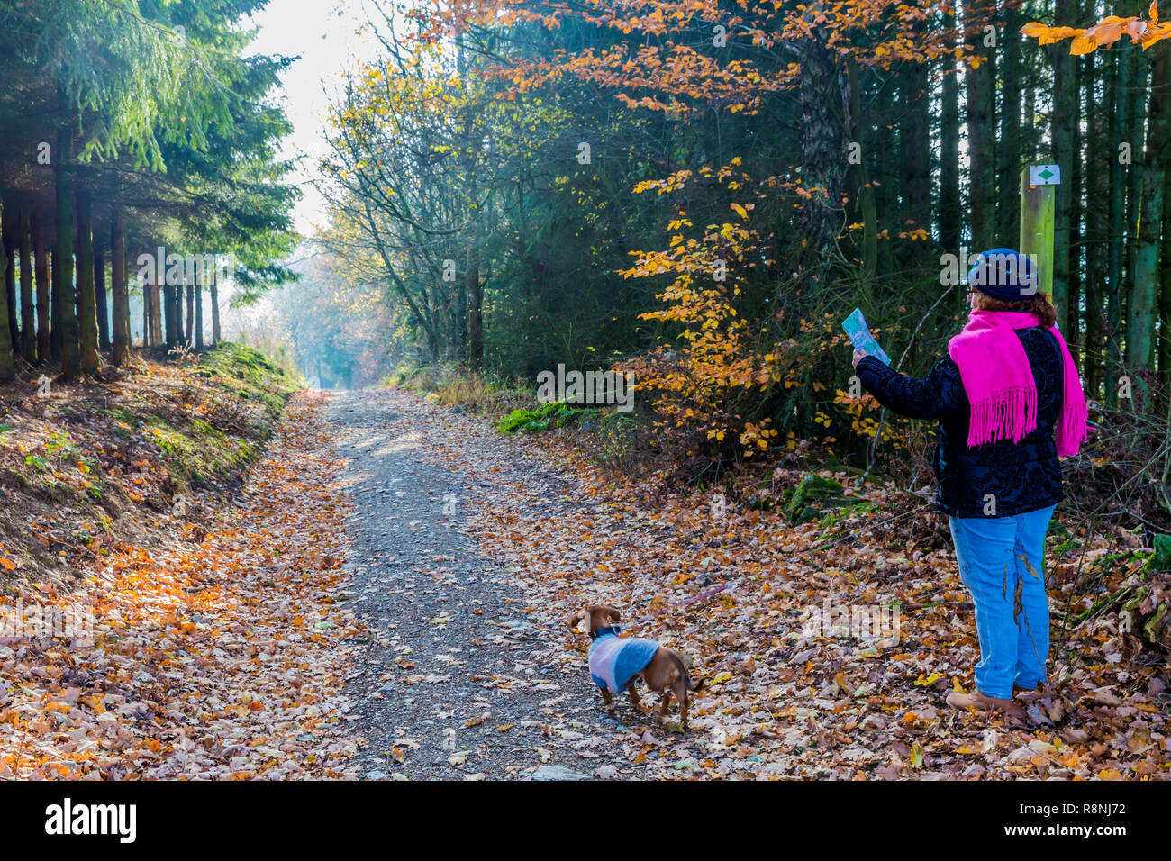 Frau mit ihrem Hund auf einer Karte auf einem Pfad in der Mitte des Waldes zwischen den Dörfern von Vielsalm und Beche in der Belgischen Ardennen Stockfoto