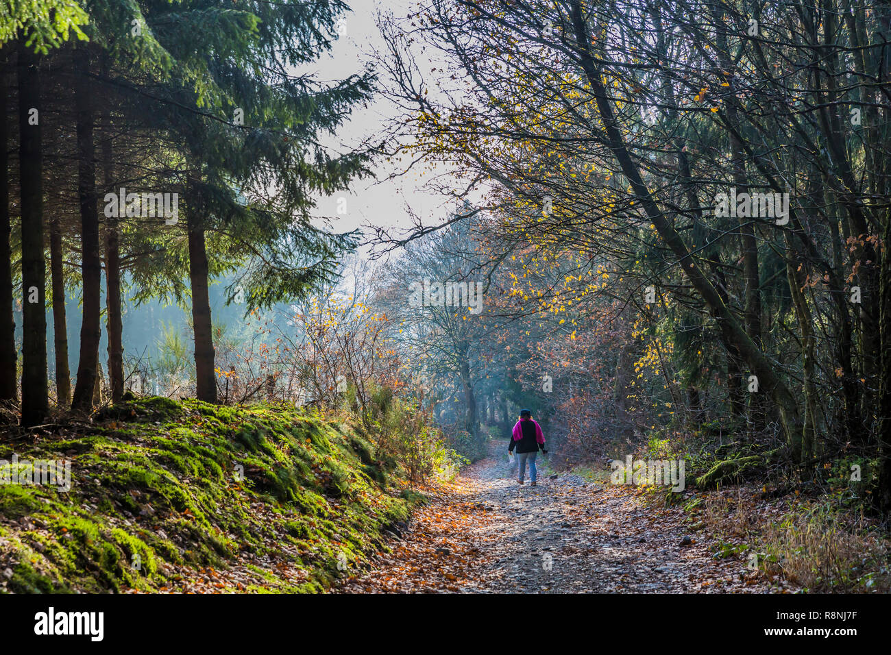 Frau, die in einem Pfad gehen in der Mitte des Waldes zwischen den Dörfern von Vielsalm und Beche an einem herrlichen Wintertag in der Belgischen Ardennen Stockfoto