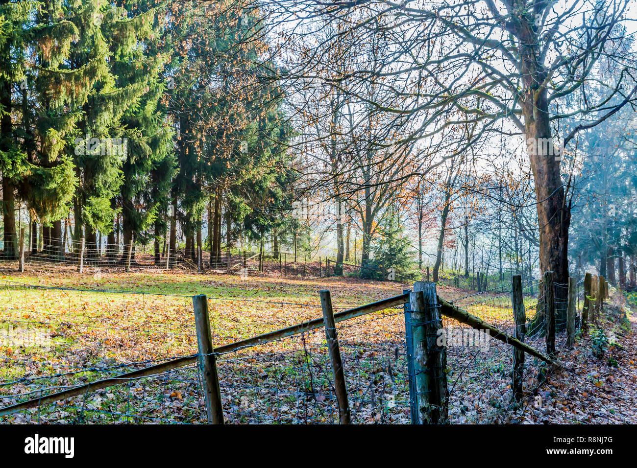 Schönes Bild von einer Wiese mit Holzstangen und Stacheldraht auf eine wunderbare und kalten Wintertag in der Belgischen Ardennen Stockfoto