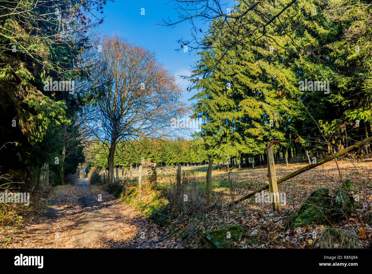 Wiese mit Holzstangen und Stacheldraht neben einer Straße von Steinen und belaubten Bäume mit einem blauen Himmel an einem kalten Wintertag in der Belgischen Ardennen Stockfoto