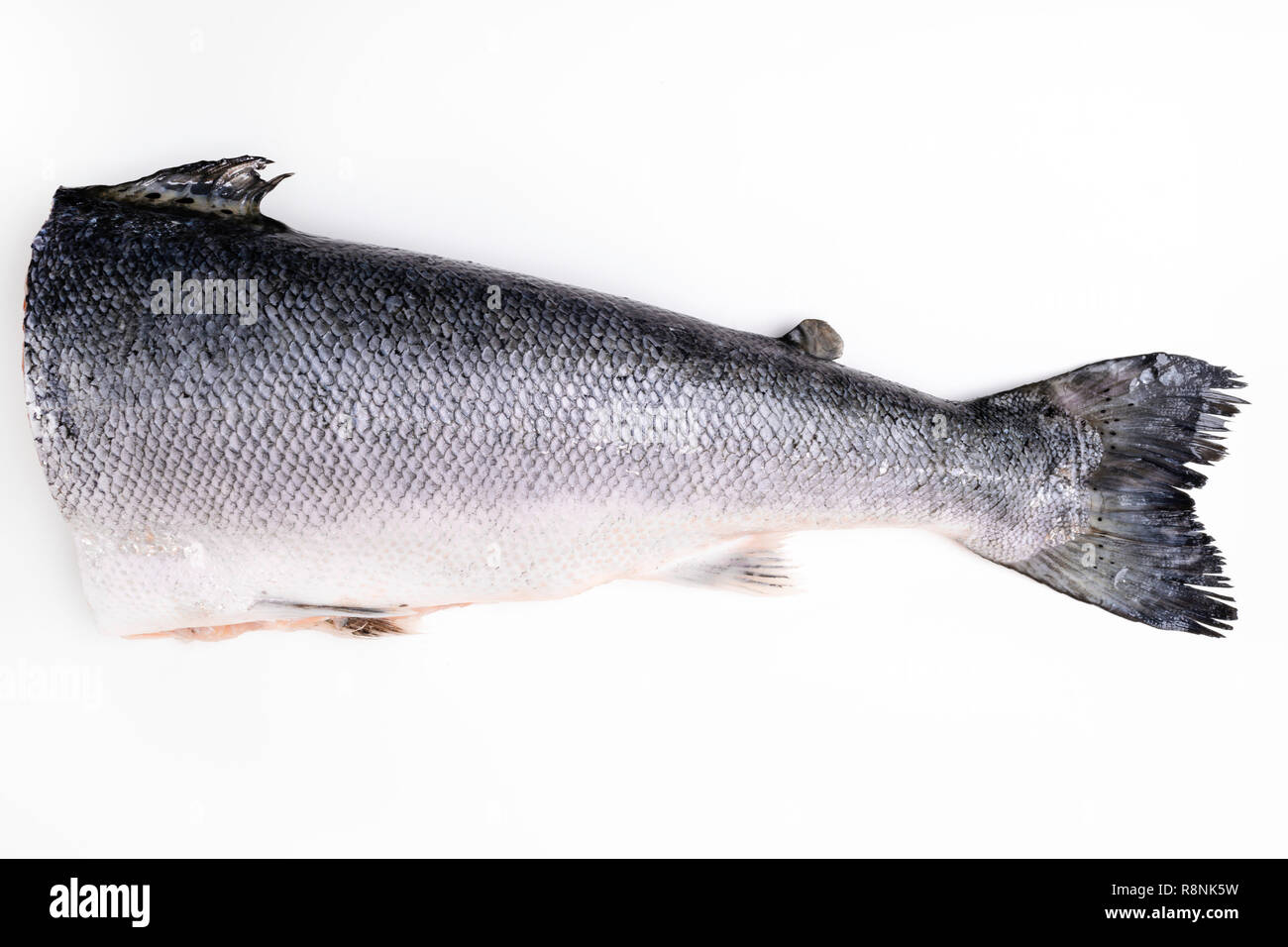 Lachs auf einem weißen Hintergrund. Schwanz, Omega-3-reichen Fisch Stockfoto