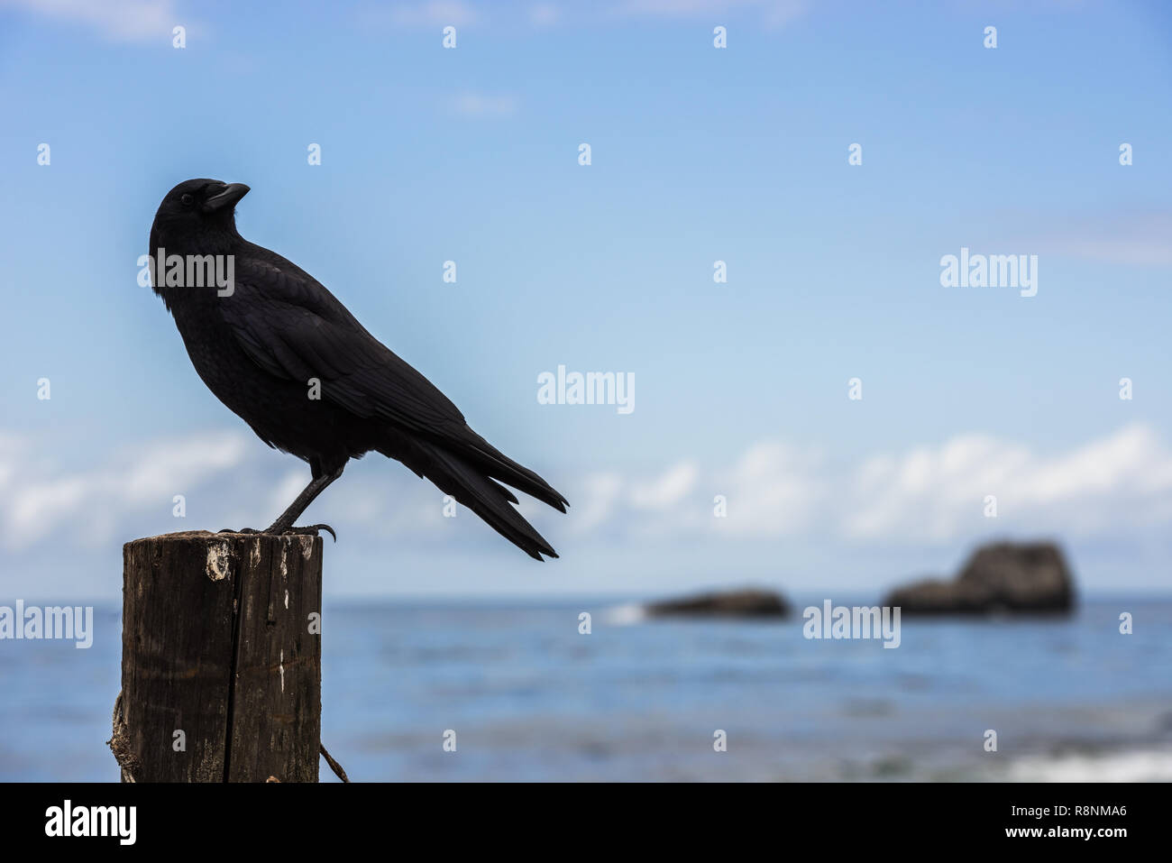 Eine Krähe thront auf einem hölzernen Stange neben dem Pazifischen Ozean in Big Sur, Kalifornien, USA. Stockfoto