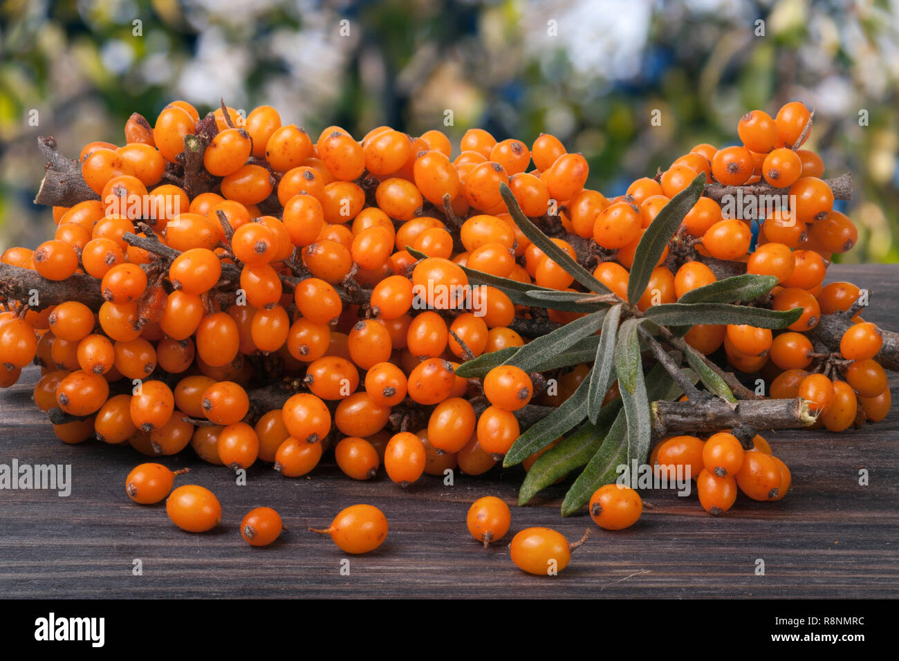 Sanddorn Zweig auf einen Holztisch mit unscharfen Garten Hintergrund Stockfoto