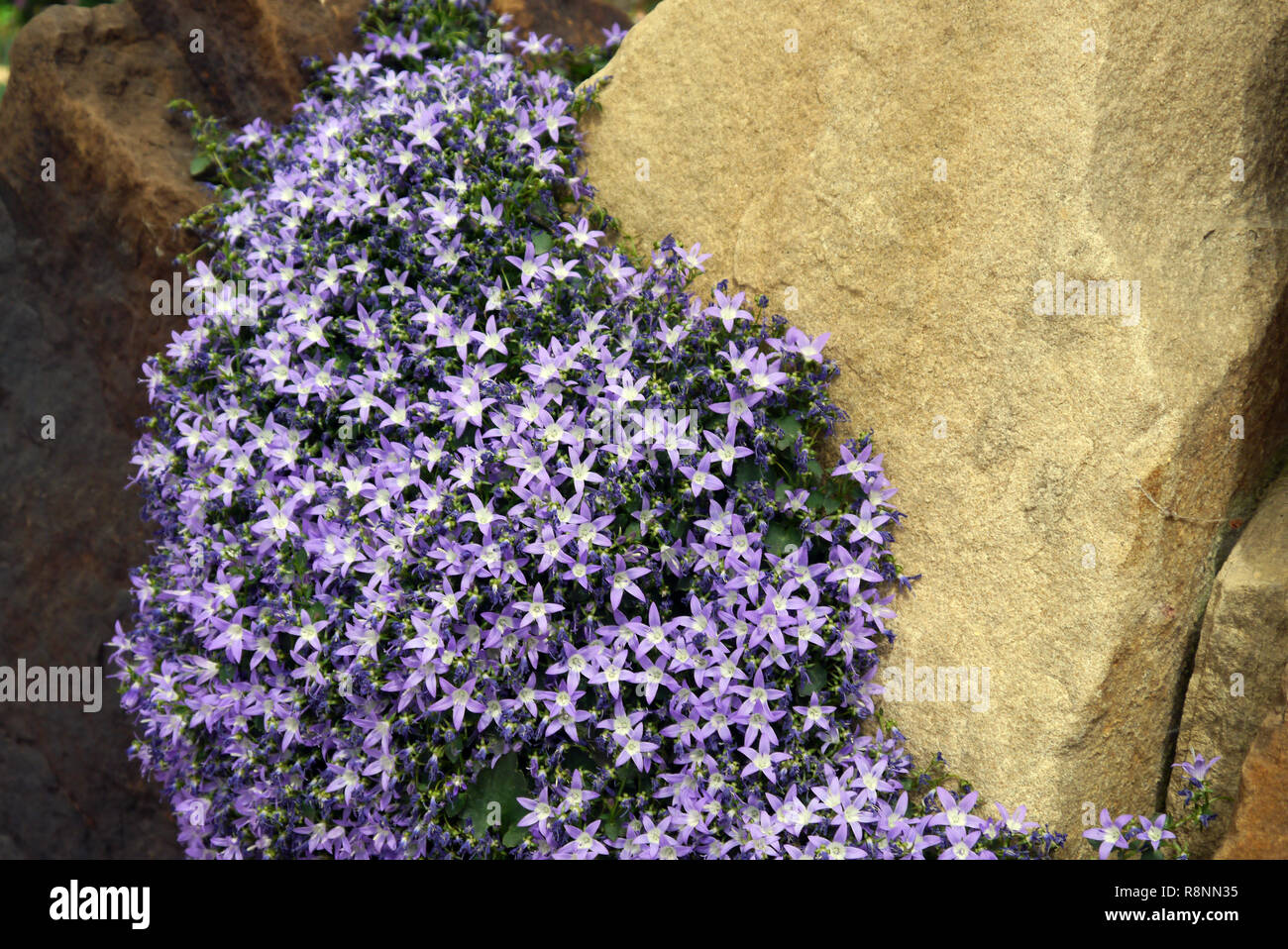 Campanula garganica Adria Glockenblume" W.H. Paine' Blumen im Alpine House an RHS Garden Harlow Carr, Harrogate, Yorkshire gewachsen. England, UK. Stockfoto