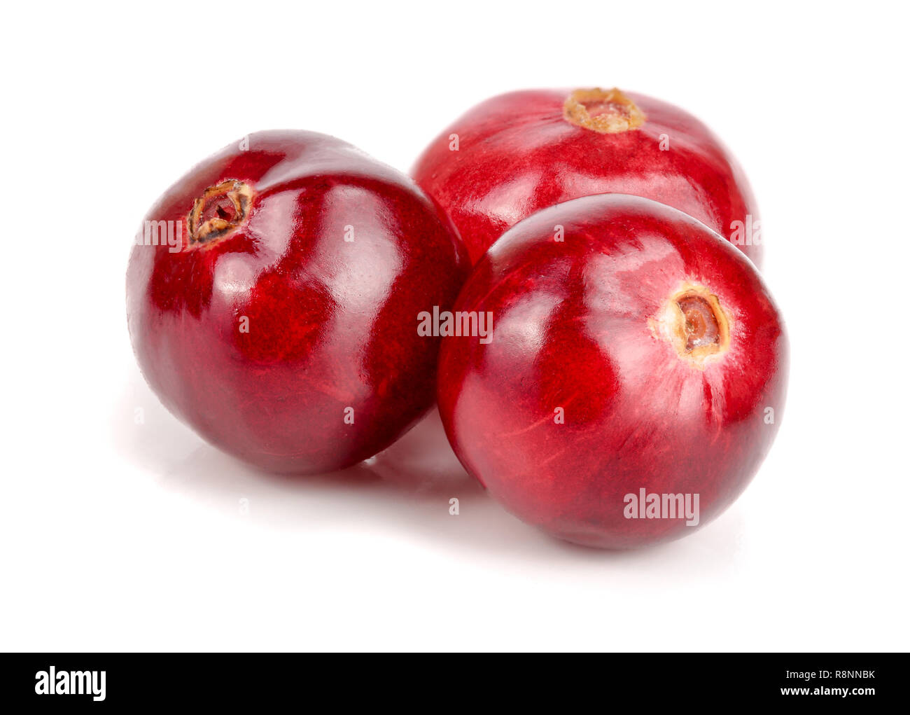 Cranberry isoliert auf weißem Hintergrund closeup Makro Stockfoto